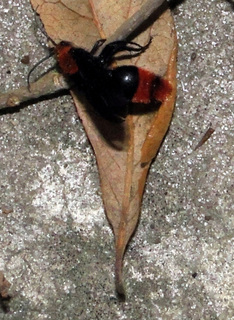 Dasymutilla occidentalis male
