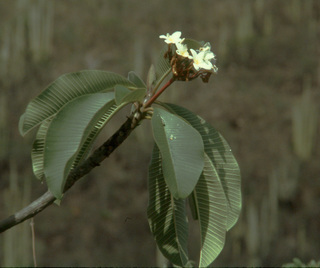Plumeria acutifolia