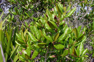 Quercus inopina