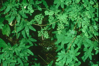 Lygodium palmatum