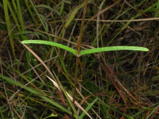 Helianthus angustifolius