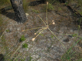 Cyperus plukenetii