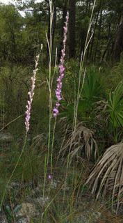 Liatris tenuifolia