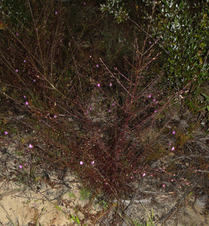 Agalinis tenuifolia