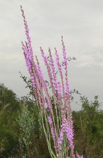 Liatris tenuifolia