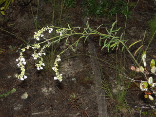 Salvia azurea