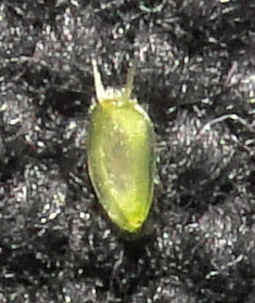 Boltonia diffusa