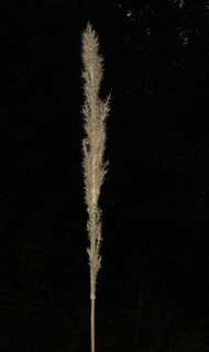 Saccharum giganteum