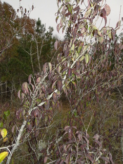 Cornus asperifolia