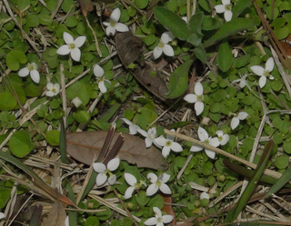 Houstonia procumbens