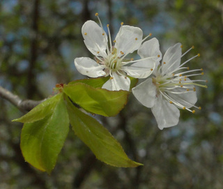 Prunus umbellata