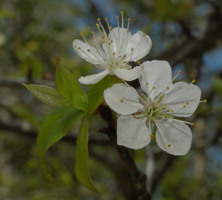 Prunus umbellata