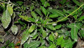 Stachytarpheta jamaicensis