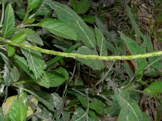 Stachytarpheta jamaicensis