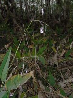 Thalia geniculata