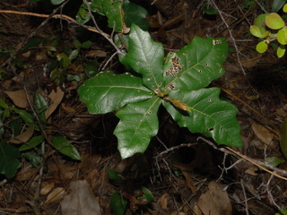Quercus chapmanii