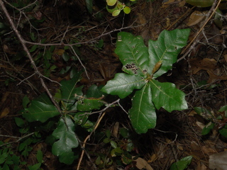 Quercus chapmanii