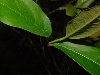 Viburnum cassinoides