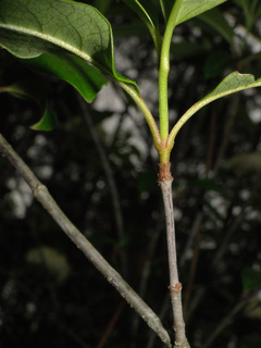 Viburnum cassinoides
