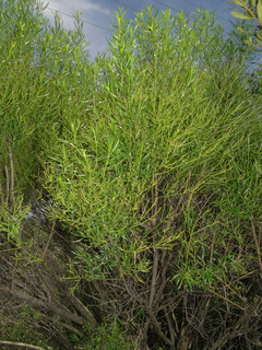 Baccharis angustifolia