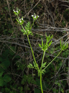Chaerophyllum tainturieri