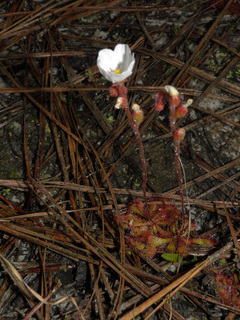 Drosera brevifolia