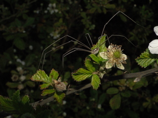 Rubus cuneifolius