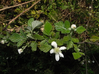 Rubus cuneifolius