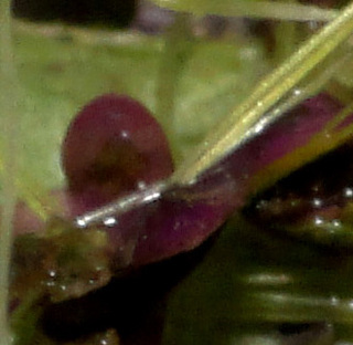 Landoltia punctata