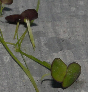 Landoltia punctata
