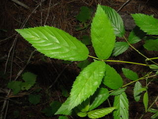 Rubus argutus
