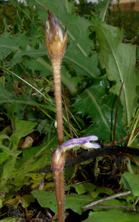 Orobanche uniflora