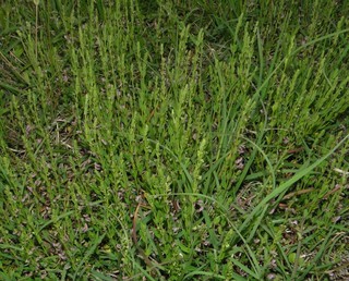 Scutellaria parvula