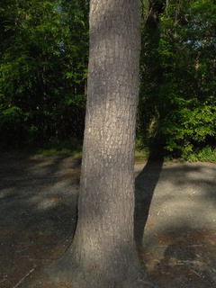 Pinus glabra
