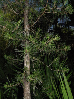 Pinus glabra