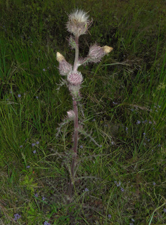 Cirsium horridulum