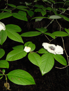Stewartia malacodendron
