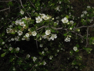 Crataegus uniflora