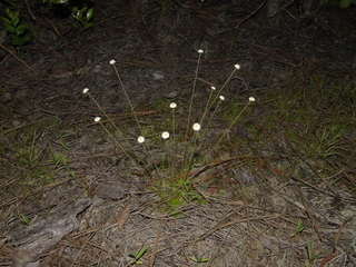 Syngonanthus flavidulus