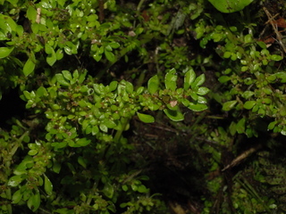 Pilea microphylla