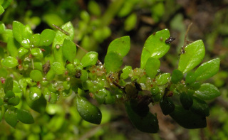 Pilea microphylla
