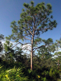 Pinus elliottii