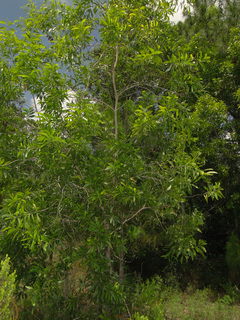Acacia auriculiformis