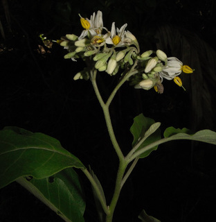 Solanum donianum
