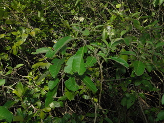 Solanum donianum