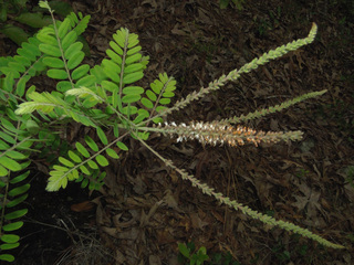Amorpha herbacea