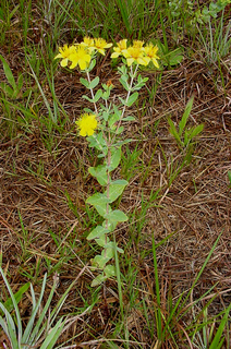 Hypericum myrtifolium