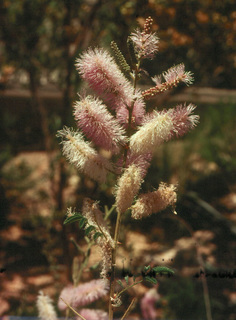 Mimosa dysocarpa