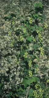 Ribes americanum