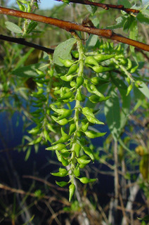 Salix caroliniana